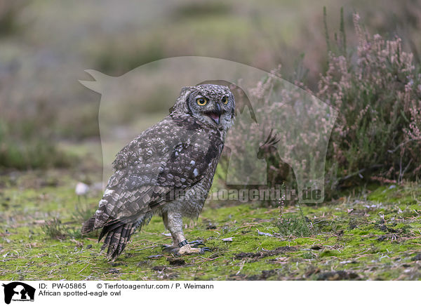Fleckenuhu / African spotted-eagle owl / PW-05865