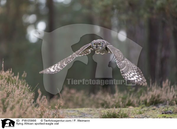 flying African spotted-eagle owl / PW-05866