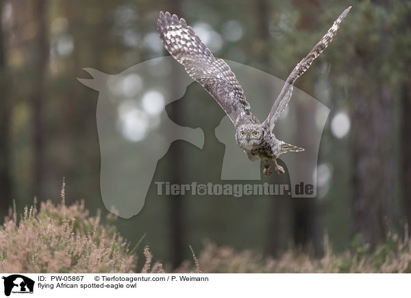 flying African spotted-eagle owl / PW-05867