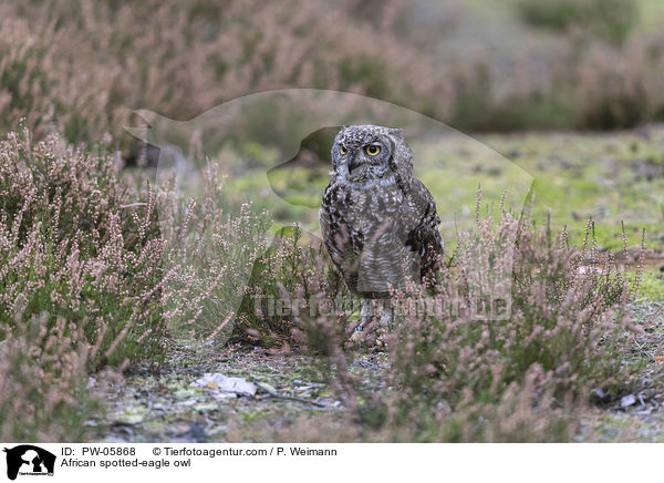 African spotted-eagle owl / PW-05868