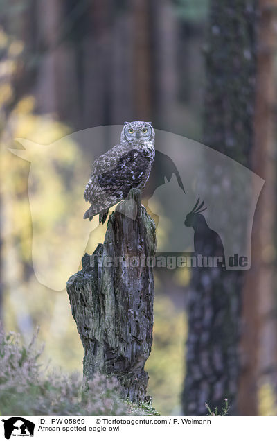 Fleckenuhu / African spotted-eagle owl / PW-05869