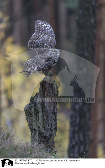 African spotted-eagle owl / PW-05870