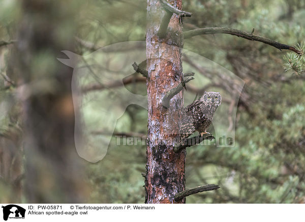 African spotted-eagle owl / PW-05871