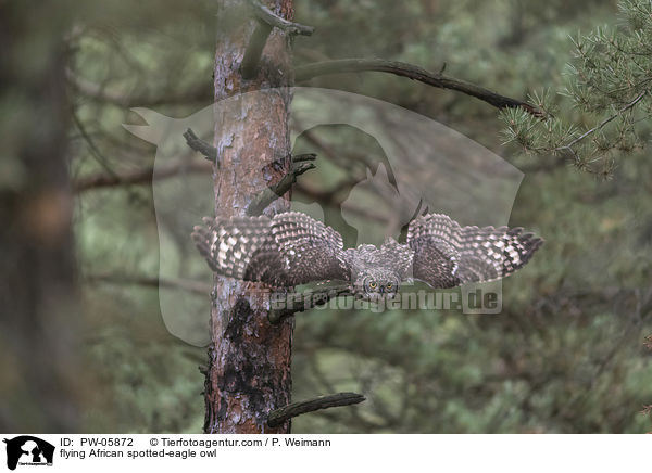 fliegender Fleckenuhu / flying African spotted-eagle owl / PW-05872