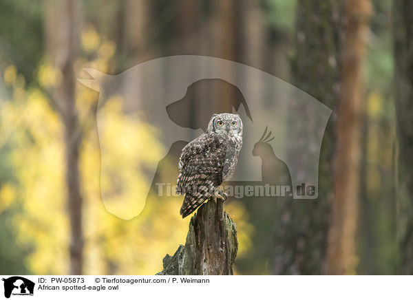 African spotted-eagle owl / PW-05873