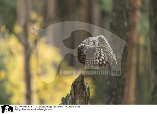fliegender Fleckenuhu / flying African spotted-eagle owl / PW-05874