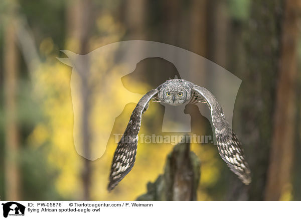 flying African spotted-eagle owl / PW-05876