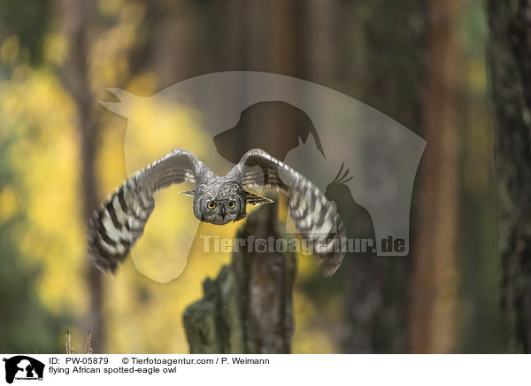 fliegender Fleckenuhu / flying African spotted-eagle owl / PW-05879