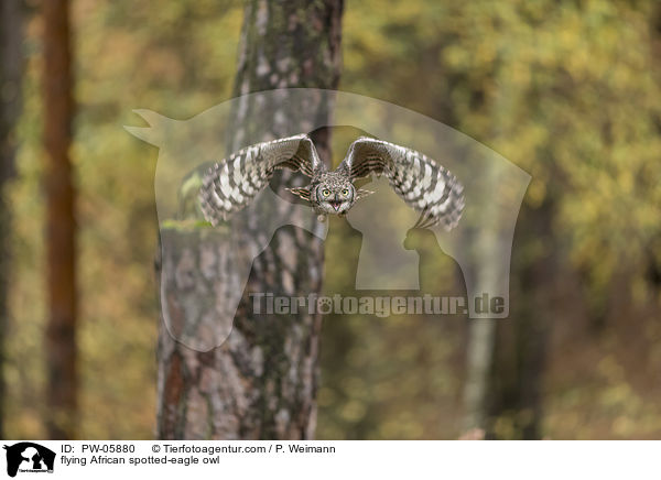 flying African spotted-eagle owl / PW-05880