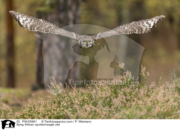 fliegender Fleckenuhu / flying African spotted-eagle owl / PW-05881