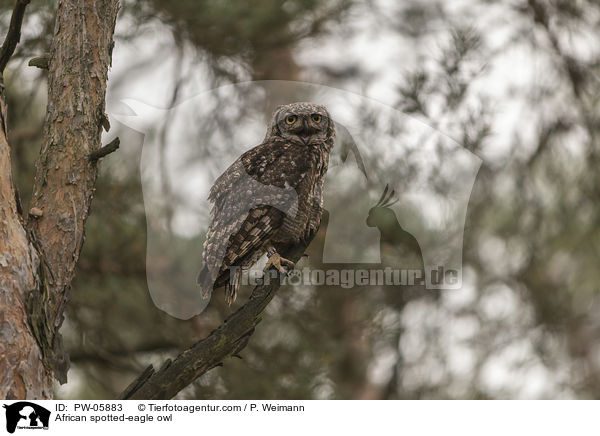Fleckenuhu / African spotted-eagle owl / PW-05883