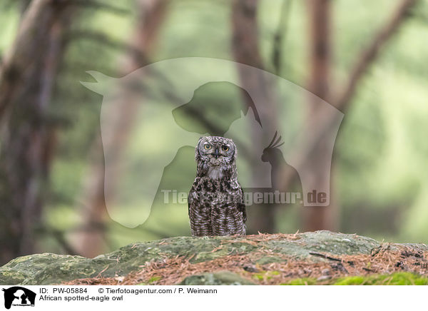 African spotted-eagle owl / PW-05884