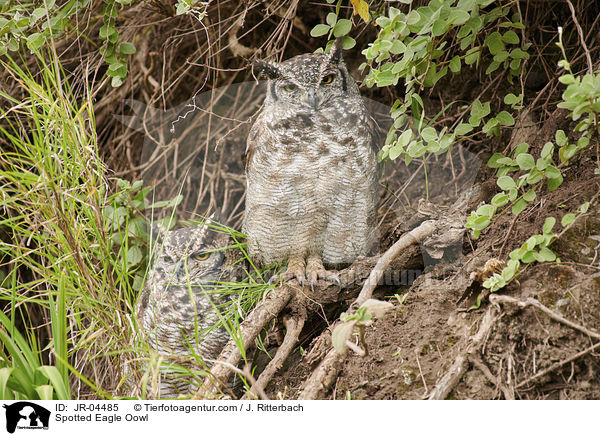 Spotted Eagle Oowl / JR-04485