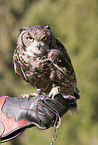 spotted eagle owl