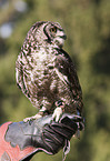 spotted eagle owl