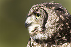 spotted eagle owl