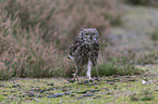 African spotted-eagle owl