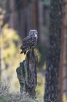 African spotted-eagle owl