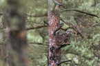 African spotted-eagle owl