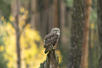 African spotted-eagle owl