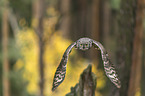 flying African spotted-eagle owl