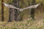 flying African spotted-eagle owl