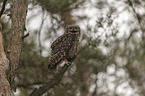 African spotted-eagle owl