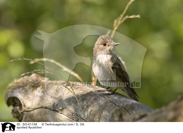 spotted flycatcher / SO-01158