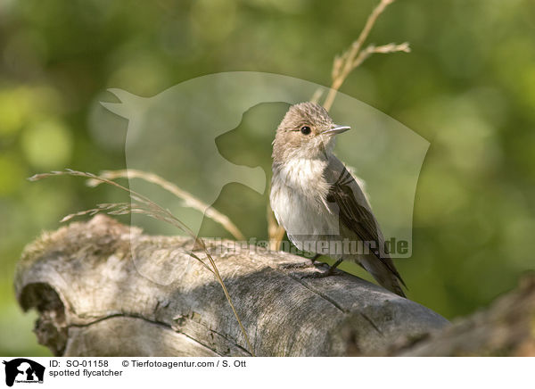 Grauschnpper / spotted flycatcher / SO-01158