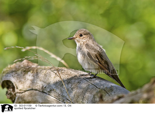 Grauschnpper / spotted flycatcher / SO-01159