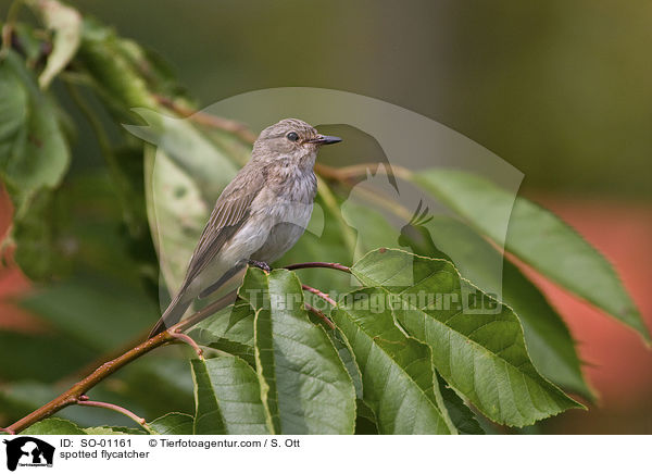 spotted flycatcher / SO-01161