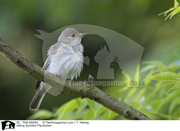 sitting Spotted Flycatcher / THA-06940