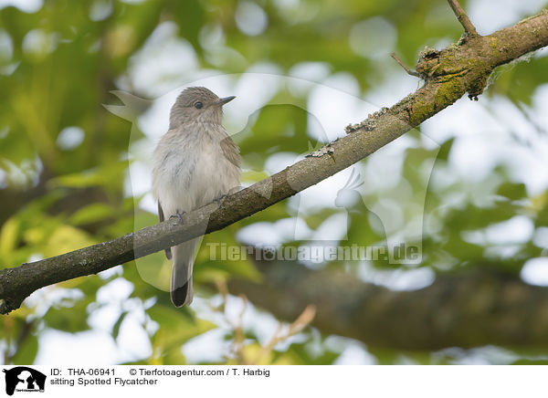 sitzender Grauschnpper / sitting Spotted Flycatcher / THA-06941