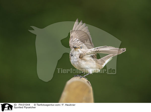 Spotted Flycatcher / FH-01044