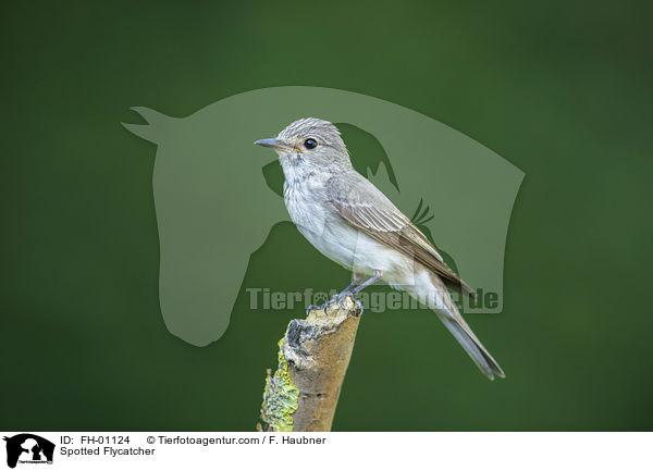 Spotted Flycatcher / FH-01124