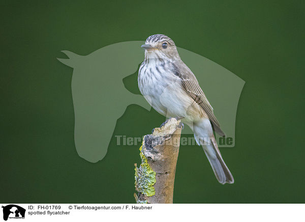 spotted flycatcher / FH-01769