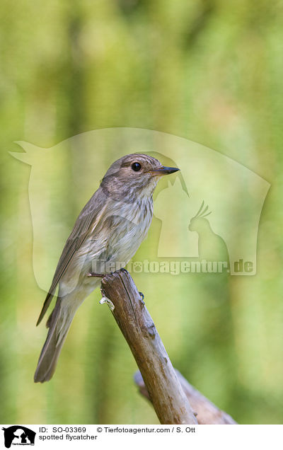 spotted flycatcher / SO-03369