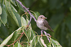 spotted flycatcher