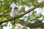 sitting Spotted Flycatcher