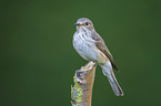 spotted flycatcher