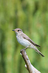 spotted flycatcher