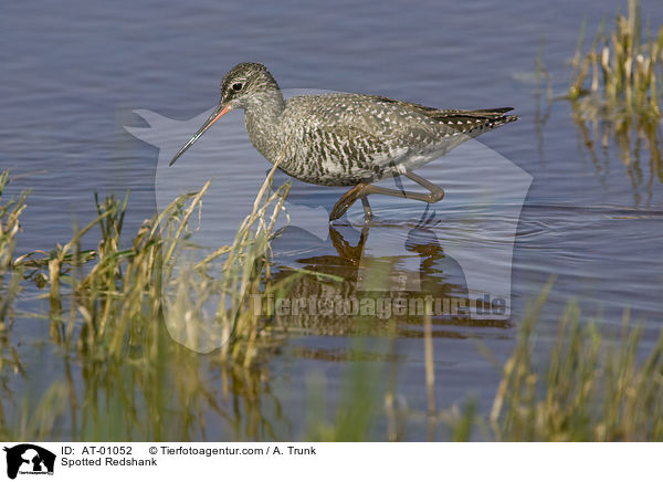 Spotted Redshank / AT-01052