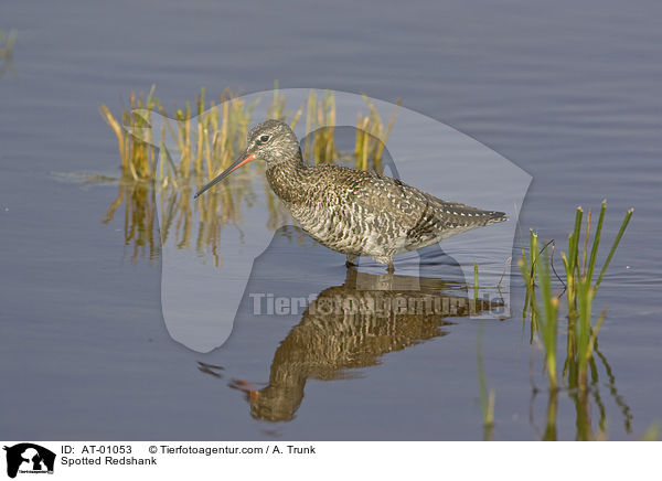 Spotted Redshank / AT-01053