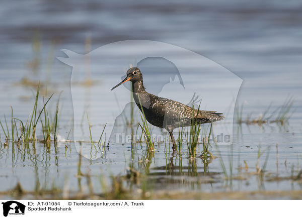 Spotted Redshank / AT-01054
