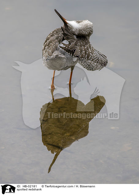 spotted redshank / HB-02181