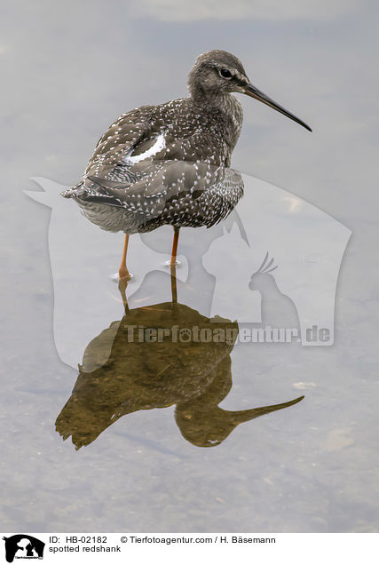 Dunkler Wasserlufer / spotted redshank / HB-02182