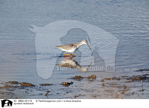 spotted redshank / MBS-25119