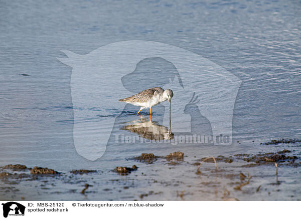 spotted redshank / MBS-25120