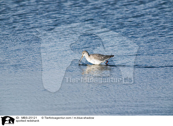 Dunkler Wasserlufer / spotted redshank / MBS-25121