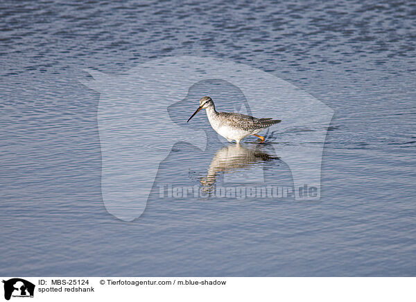 spotted redshank / MBS-25124